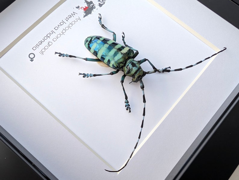 May include: A framed blue and green beetle with black markings. The beetle is mounted on a white background with the text "Anoplophora  obrobri  West Java Indonesia Q" printed on the left side.