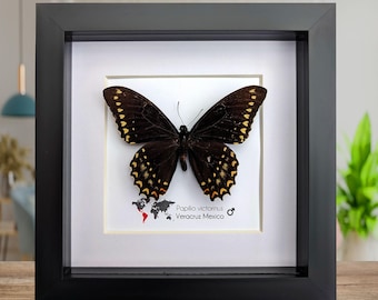 Papilio victorinus, victorine swallowtail, black butterfly from Veracruz, mexico, frame 6" x 6"