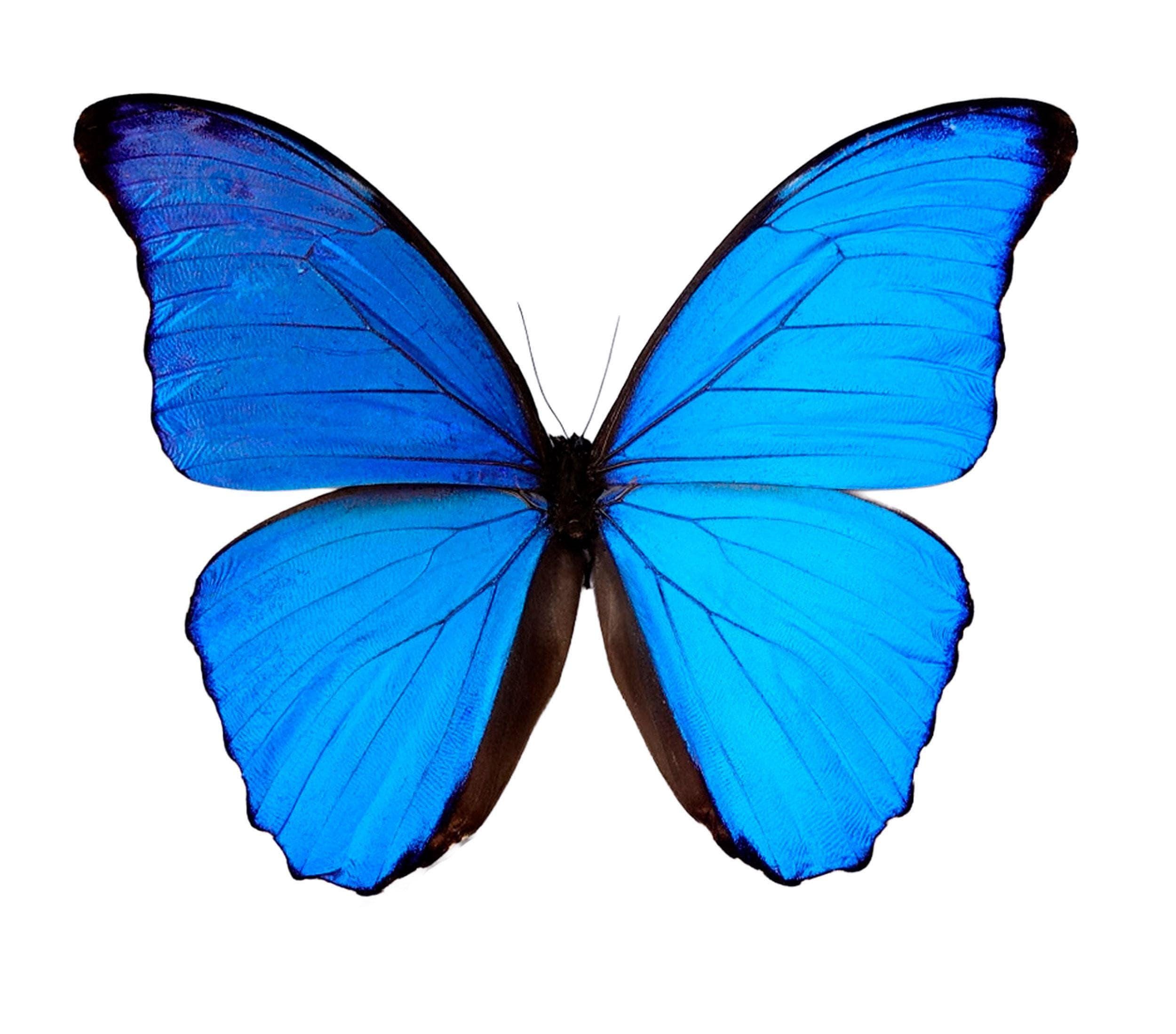 Papered Morpho Didius Specimen: Giant Iridescent Blue Butterfly - Etsy