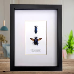 Paire de Chrysochroa fulminans encadrée, scarabée bijou arc-en-ciel violet, scarabée de la taxidermie, cadre 20 x 25 cm
