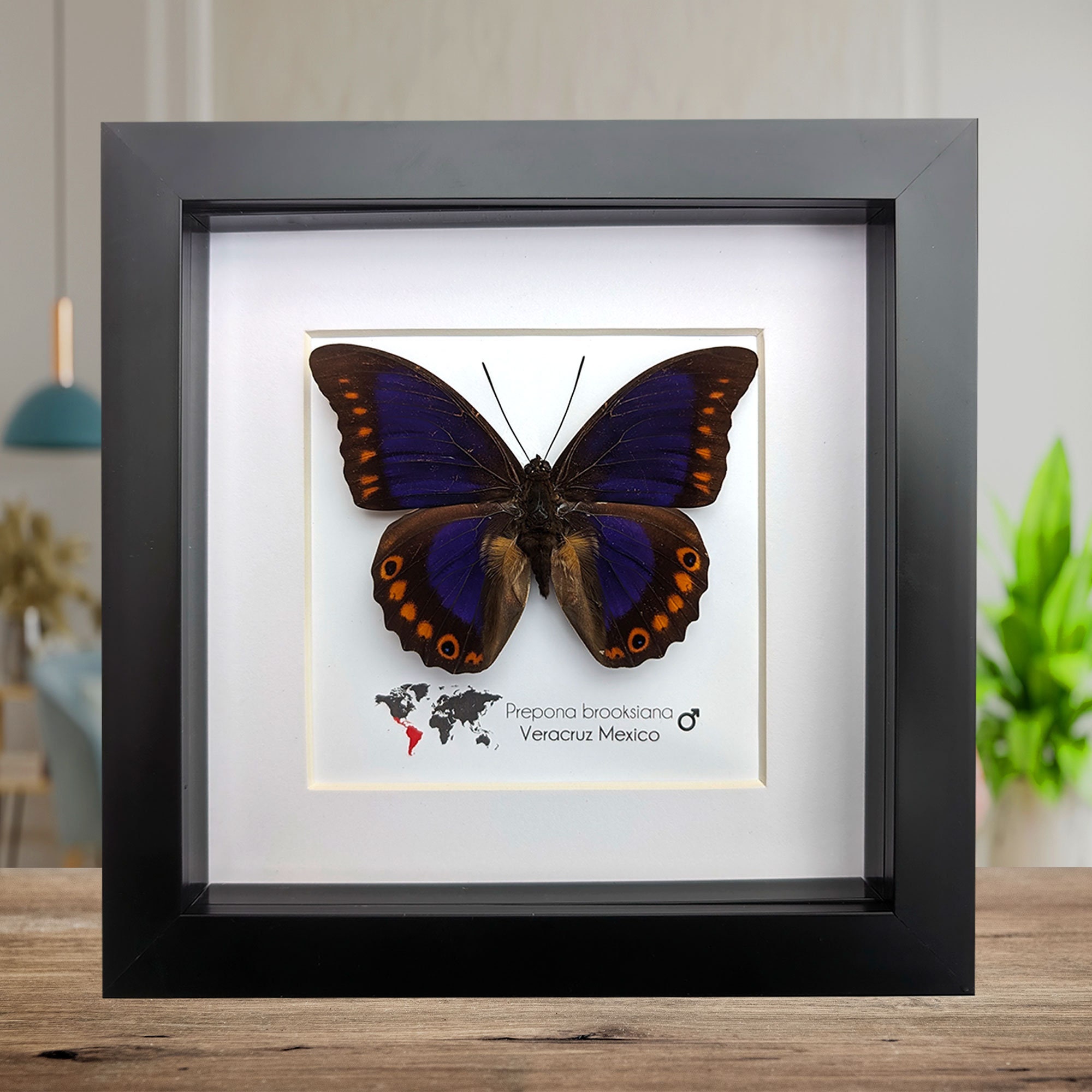 Framed Orange-Spotted Prepona Butterfly: Purple & Orange, 6" Frame