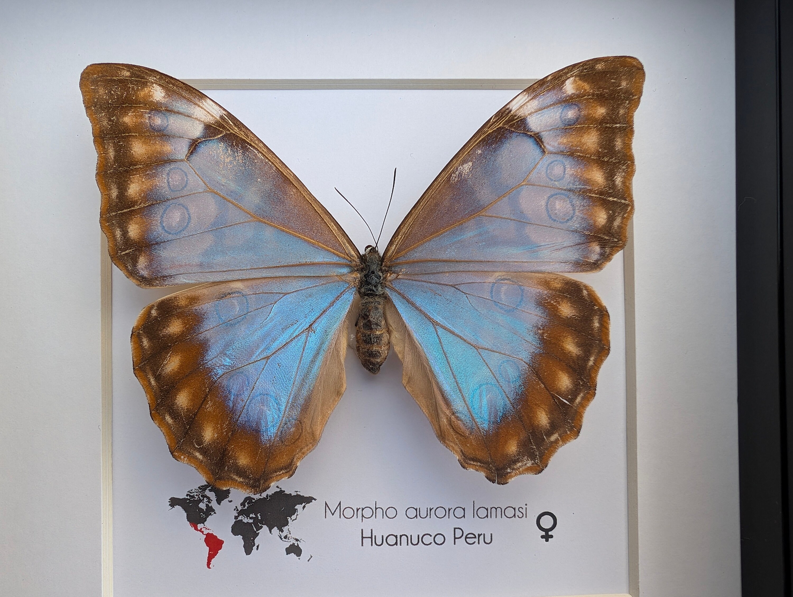 Framed Aurora Morpho Butterfly: Rare Female From Peru (6