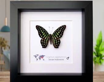 Framed tailed jay butterfly: graphium agamemnon, indonesia, 6"x6"
