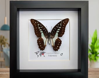 Oprawiony motyl jaskółczy ogon Meyera: etycznie pozyskiwana entomologiczna sztuka ścienna