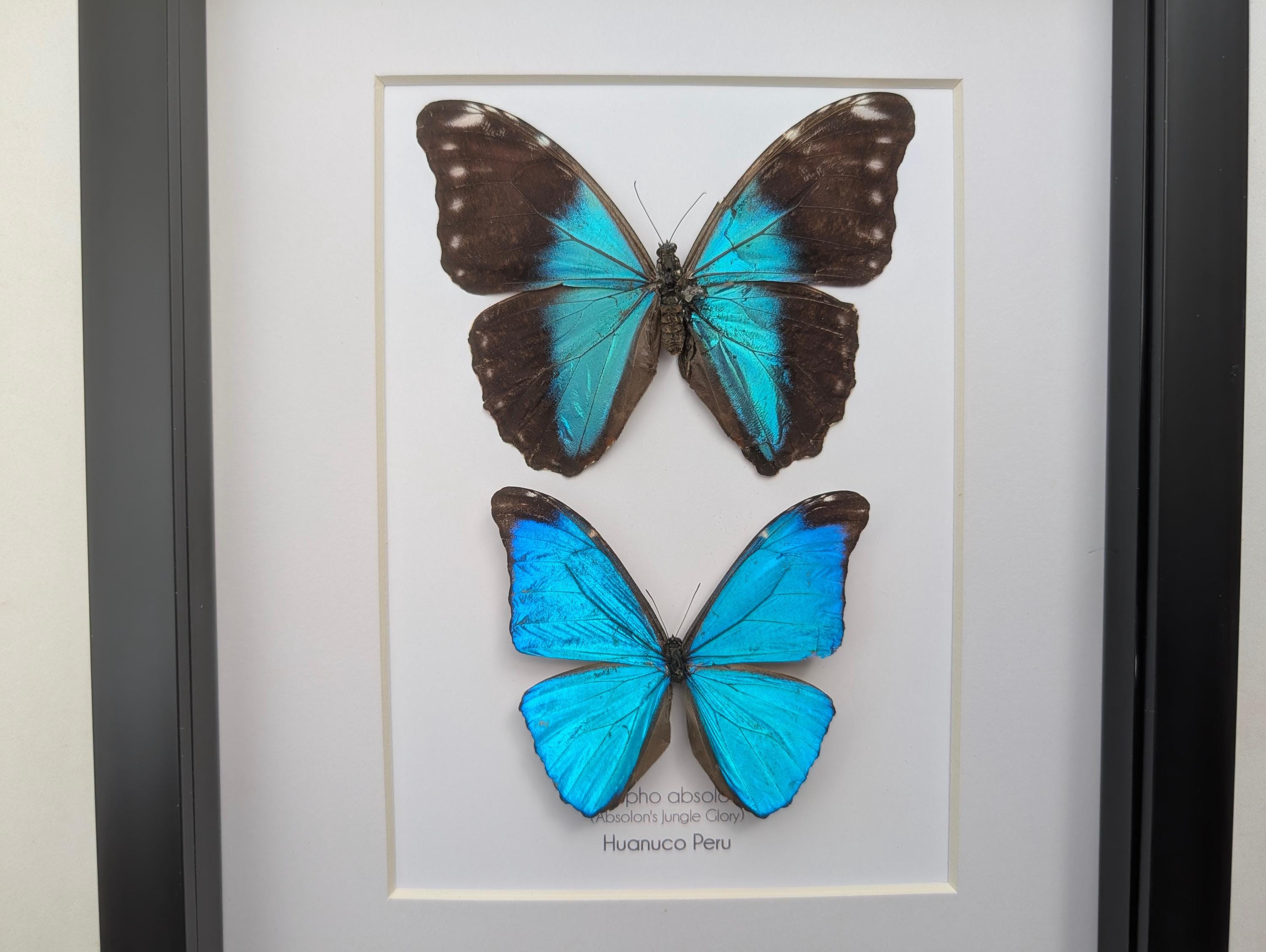 Framed Morpho Butterfly Pair, Metallic Blue Absoloni Jungle Glory