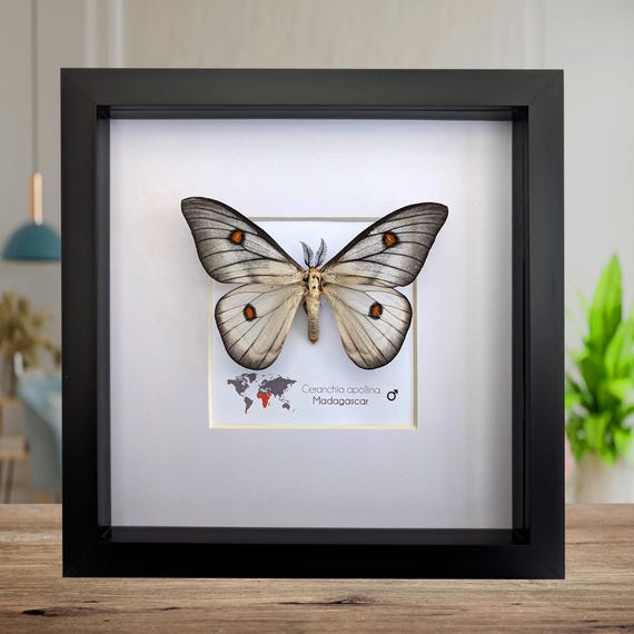 Framed Ghostly Silk Moth: Ceranchia Apollina From Madagascar (8x8