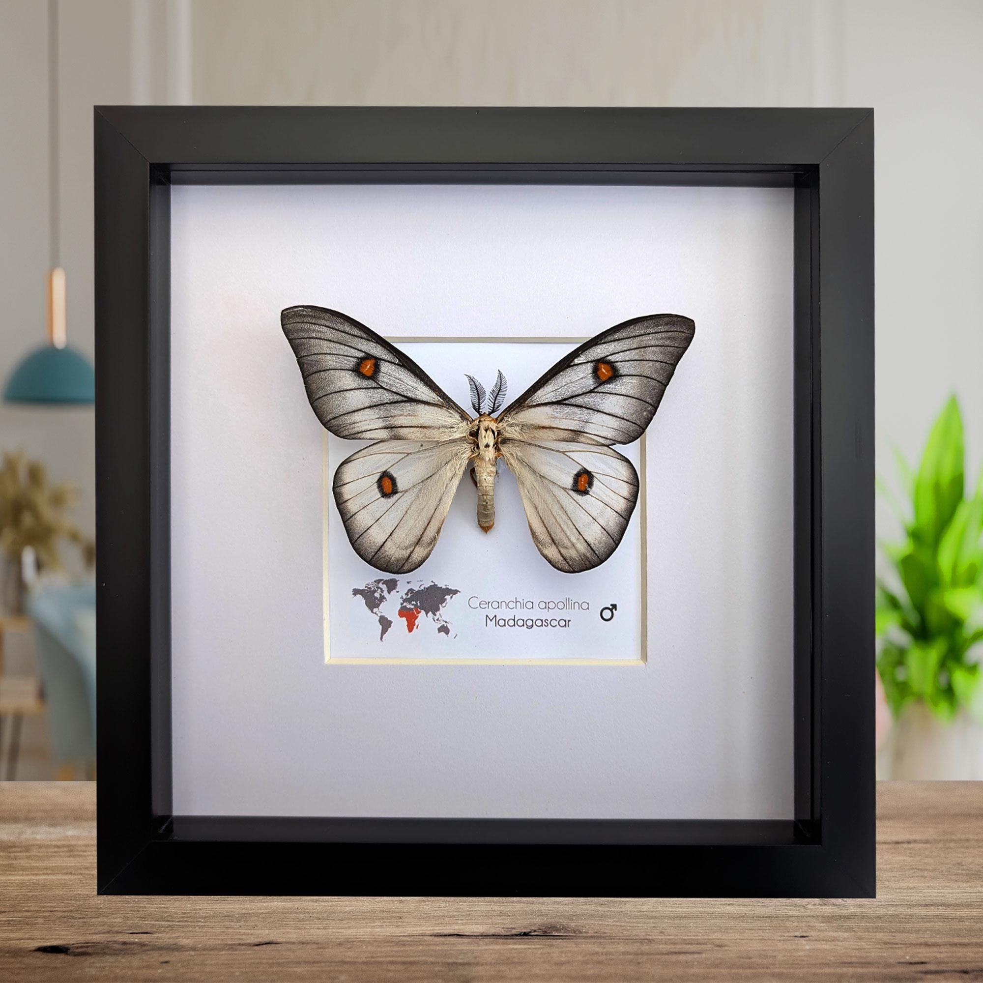 標本 Ceranchia apollina2 pair 112mm 122mm Real framed moth, moth Ceranchia apollina male with stars