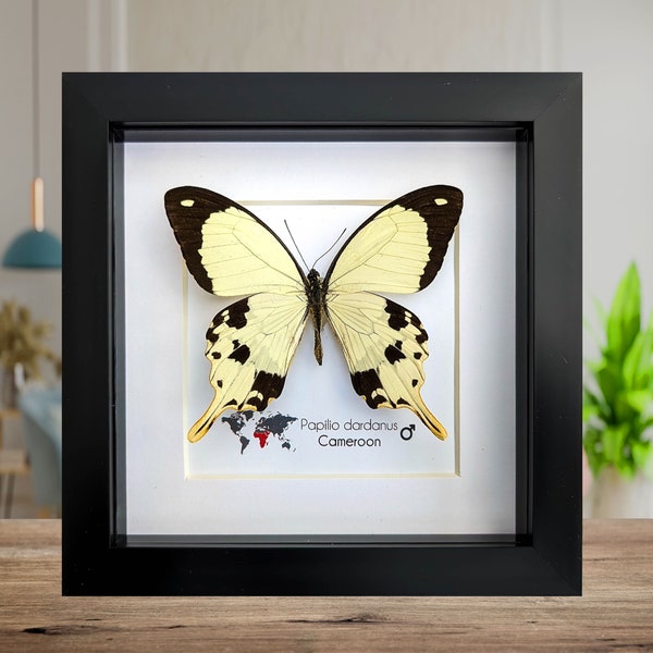 Papilio dardanus,  the African swallowtail,  framed butterfly, taxidermy moth art, and entomology present