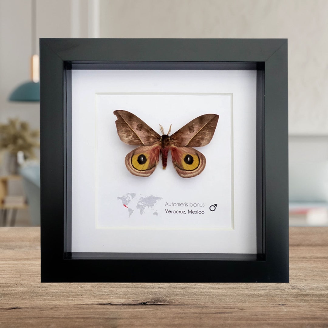 Automeris Banus, Banus Silk Moth, Moth From Mexico, Taxidermy Moth ...
