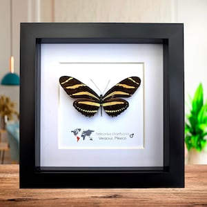 Framed Zebra Longwing Butterfly Taxidermy Display (6x6)