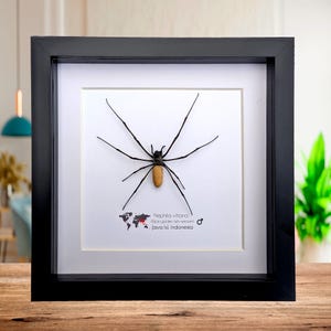 Ingelijste gouden bol weverspin - nephila vitiana - 8 "x 8"