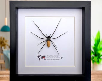 Framed golden orb weaver spider - nephila vitiana - 8"x8"