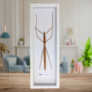 Op de afbeelding: Een ingelijst insectenspecimen van een wandelende tak, met lange, dunne poten en een bruin lichaam. De lijst is wit met een witte passe-partout en een klein label met de tekst "Extatosoma tiaratum" en "Genus: Extatosoma".