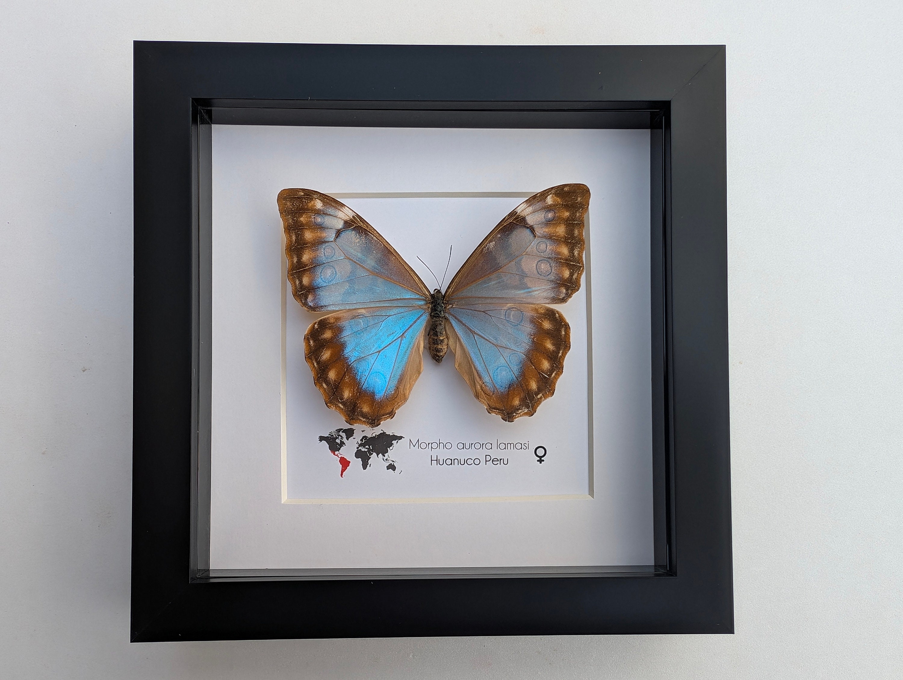 標本 Peru Morpho aurora female 84mm Peru Morpho aurora female 84mm