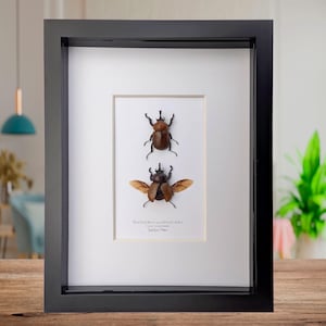 Set de taxidermia de escarabajo Brachysiderus quadrimaculatus, chinche cornuda brillante, regalo de entomología (15 x 15 cm)