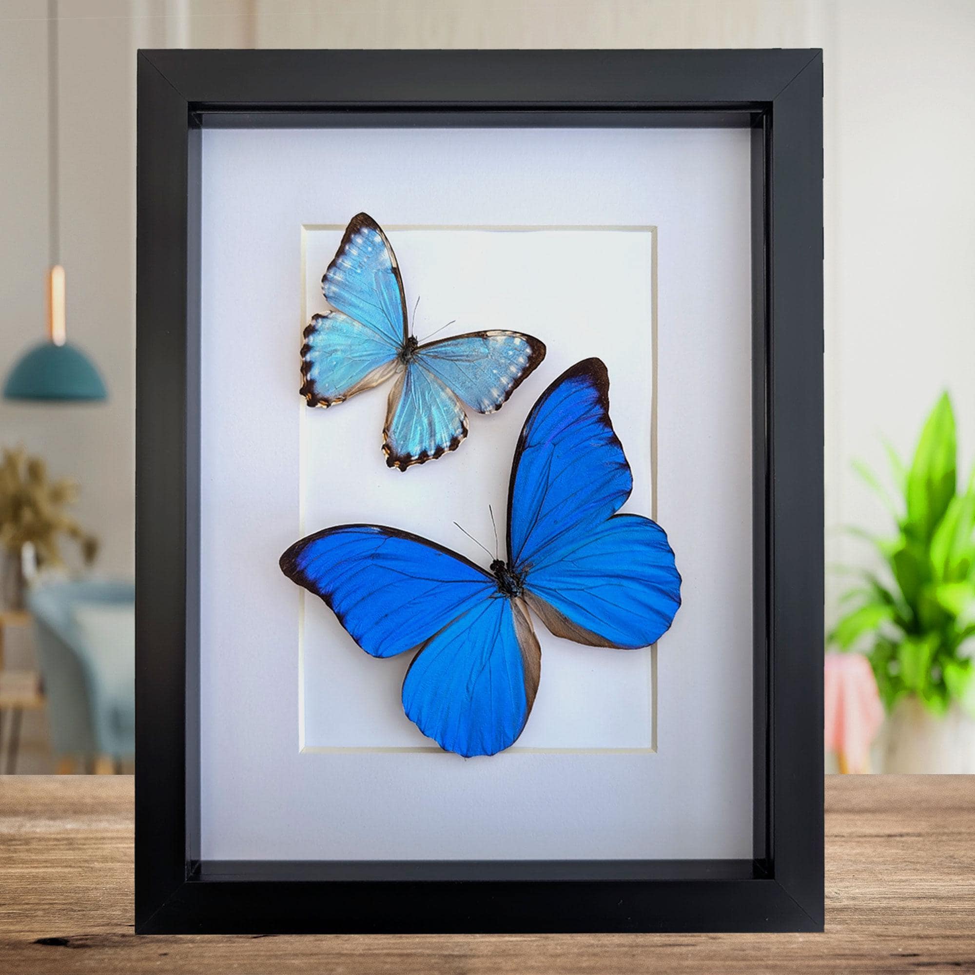 Morpho anaxibia - Etsy 日本