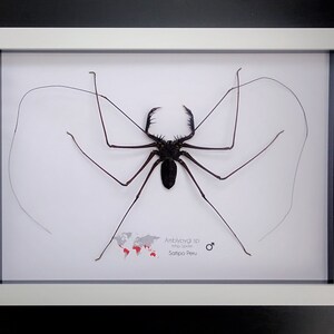 Amblypygi, Whip spider, Tailless Whip Scorpion, from Peru, Frame size A4 image 2