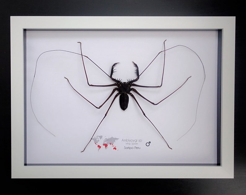 Amblypygi, Whip spider, Tailless Whip Scorpion, from Peru, Frame size A4 image 2