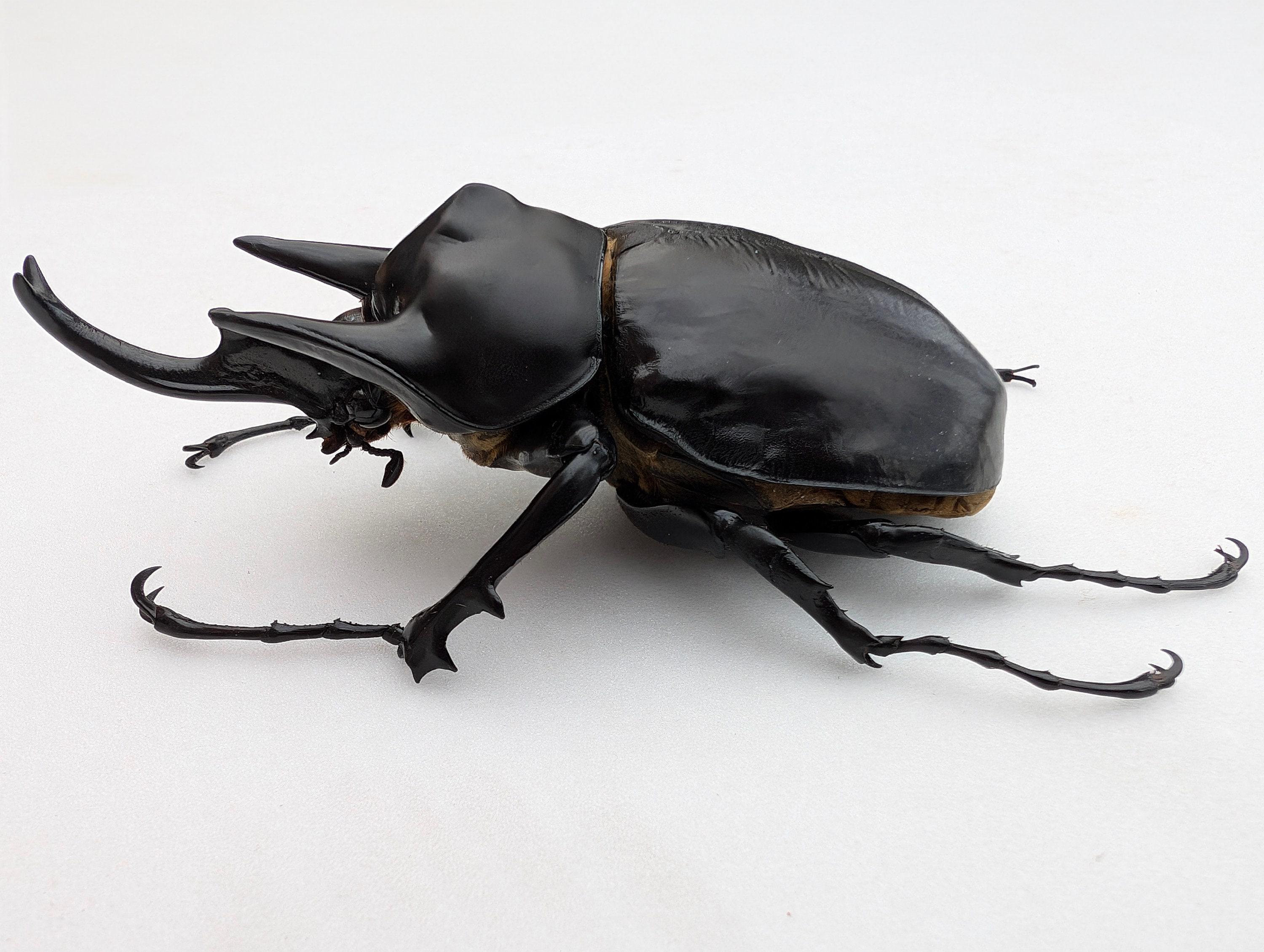 標本 Mexico Megasoma thersites 39mm メガソマ・レックス、巨大サイカブトムシ、紙張り昆虫標本（119 mm