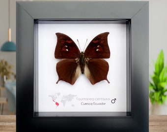 Fontainea centaurus, brauner Leafwing Schmetterling, Schmetterling aus Ecuador, Wanddekor, Geschenk Ausstopf, Entomologie Geschenk, gerahmter Schmetterling