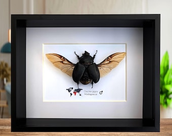 Giant african rhinoceros beetle - oryctus gigas - 10" x 8" shadowbox