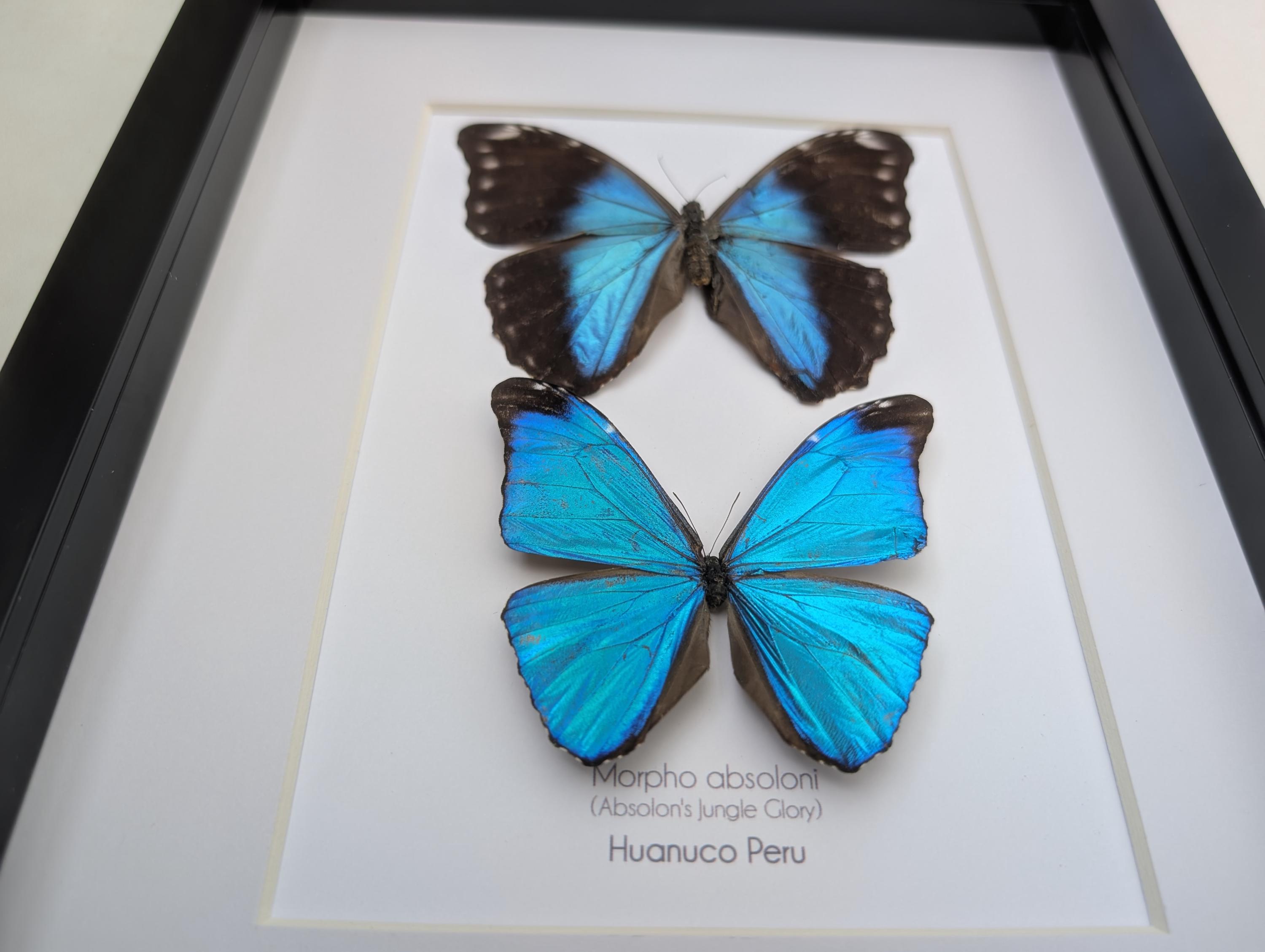 Framed Morpho Butterfly Pair, Metallic Blue Absoloni Jungle Glory
