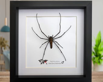 Framed golden orb weaver spider - 8x8" indonesia