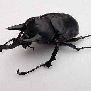 Megasoma rex (actaeon), rhino beetle, rhinocerus beetle, giant beetle from Peru, PAPERED ENTOMOLOGY +/-119mm