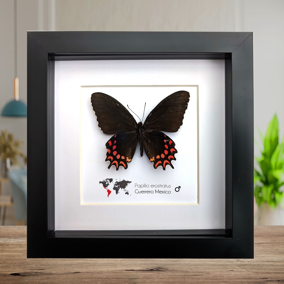 Framed Erostratus Swallowtail Butterfly: Black Red Entomology