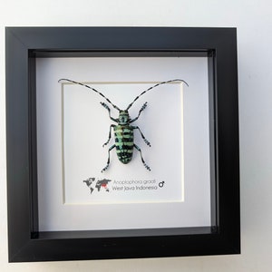 May include: A framed insect specimen of an Anoplophora gracili, a type of longhorn beetle, from West Java, Indonesia. The beetle is black and green with white stripes and is displayed on a white background with a small world map.