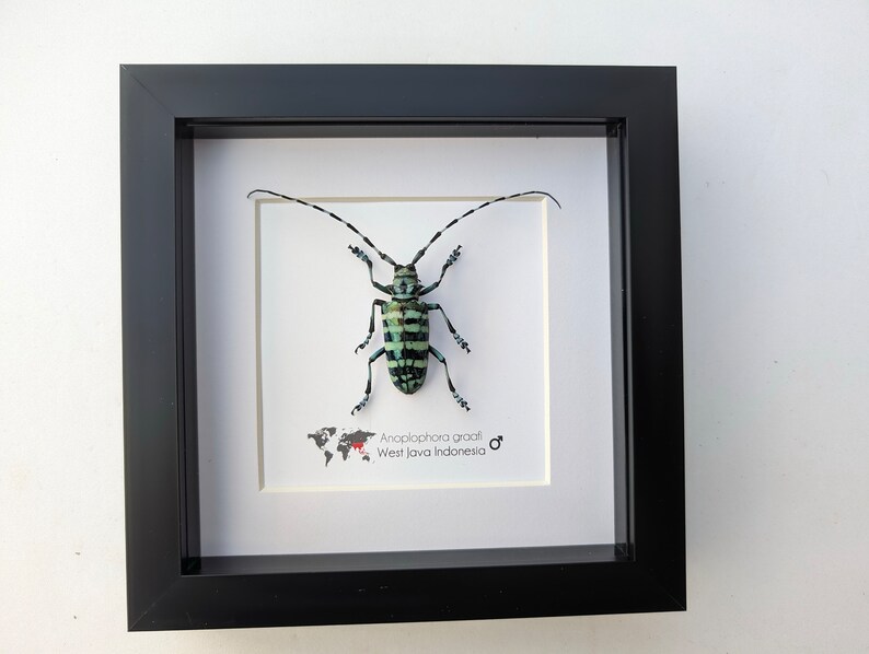 May include: A framed insect specimen of an Anoplophora gracili, a type of longhorn beetle, from West Java, Indonesia. The beetle is black and green with white stripes and is displayed on a white background with a small world map.