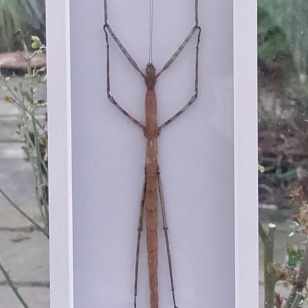 Java Stick Insect Photo Insect - Etsy