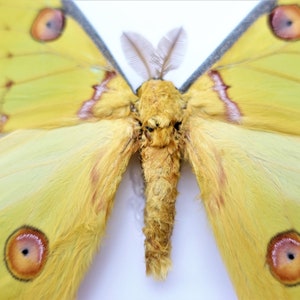 Argema mitrei male, the Comet moth, giant bright yellow moth with long tails from Madagascar, shadow box size A4 image 5