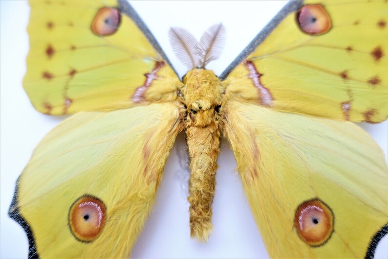 Argema mitrei male, the Comet moth, giant bright yellow moth with long tails from Madagascar, shadow box size A4 image 5