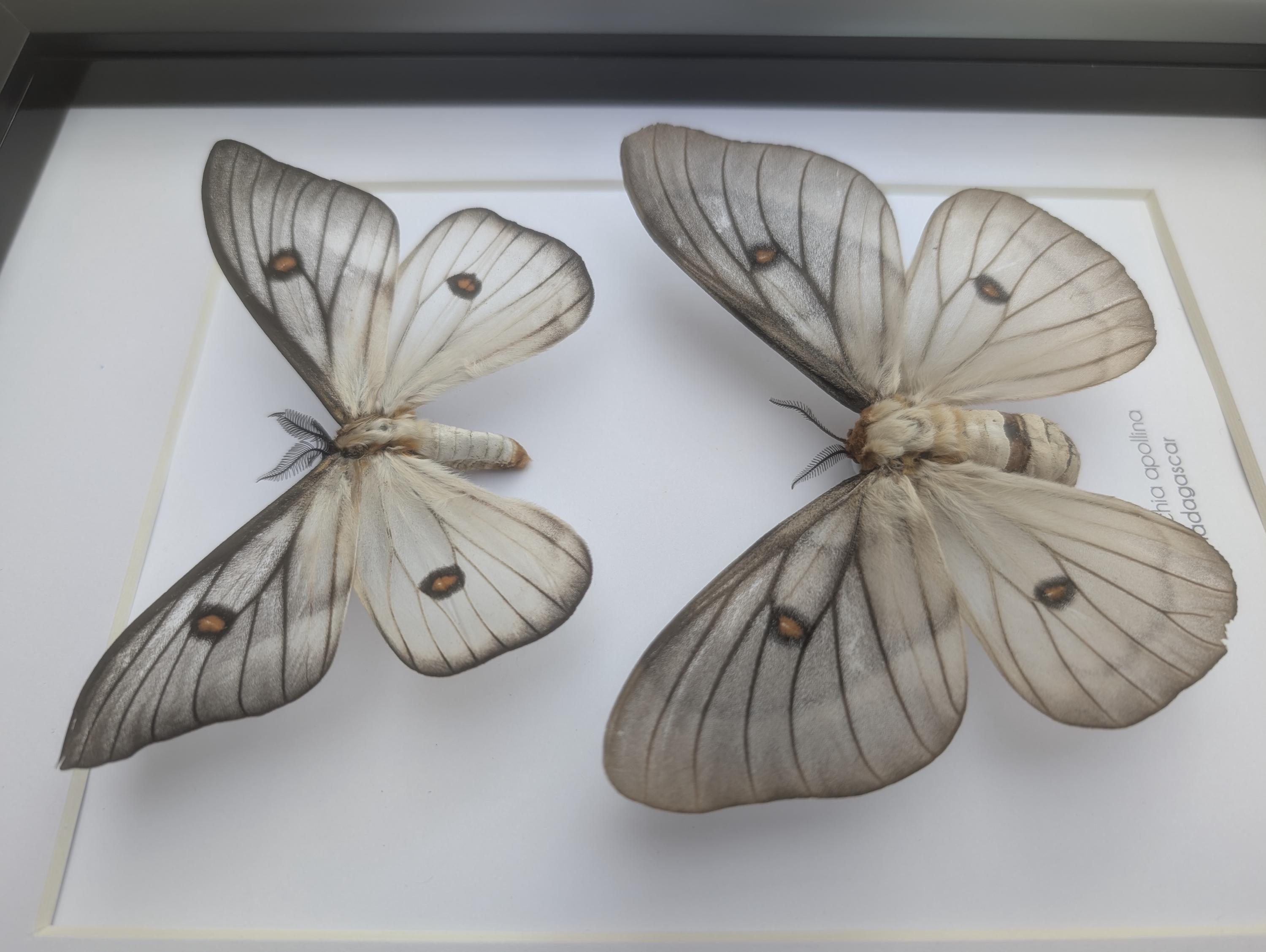 Framed Ceranchia Apollina Pair: Ghostly Silk Moth From Madagascar
