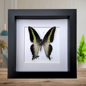 Ingelijste groen gestreepte zwaluwstaartvlinder - Java, Indonesië (6 x 6 inch)