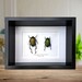 see more listings in the Framed butterflies/moths section