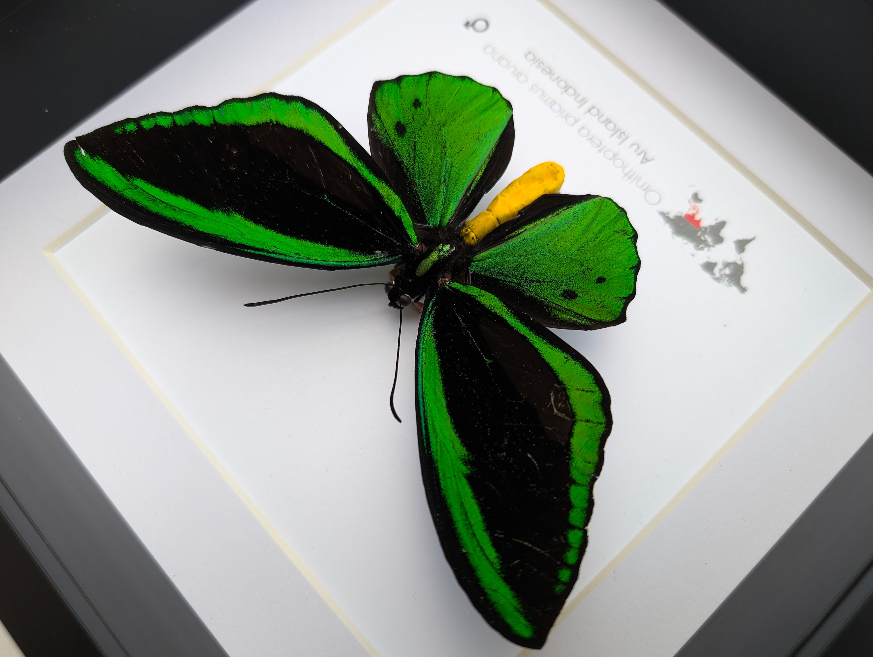 Ornithoptera priamus ♂♀ 標本 Ornithoptera priamus ♂♀ 標本 Ornithoptera priamus ♂♀ 標本