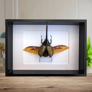 Dynastes hercules lychyi, hercules rhino beetle, rhinocerus beetle, giant beetle from Colombia, frame A4