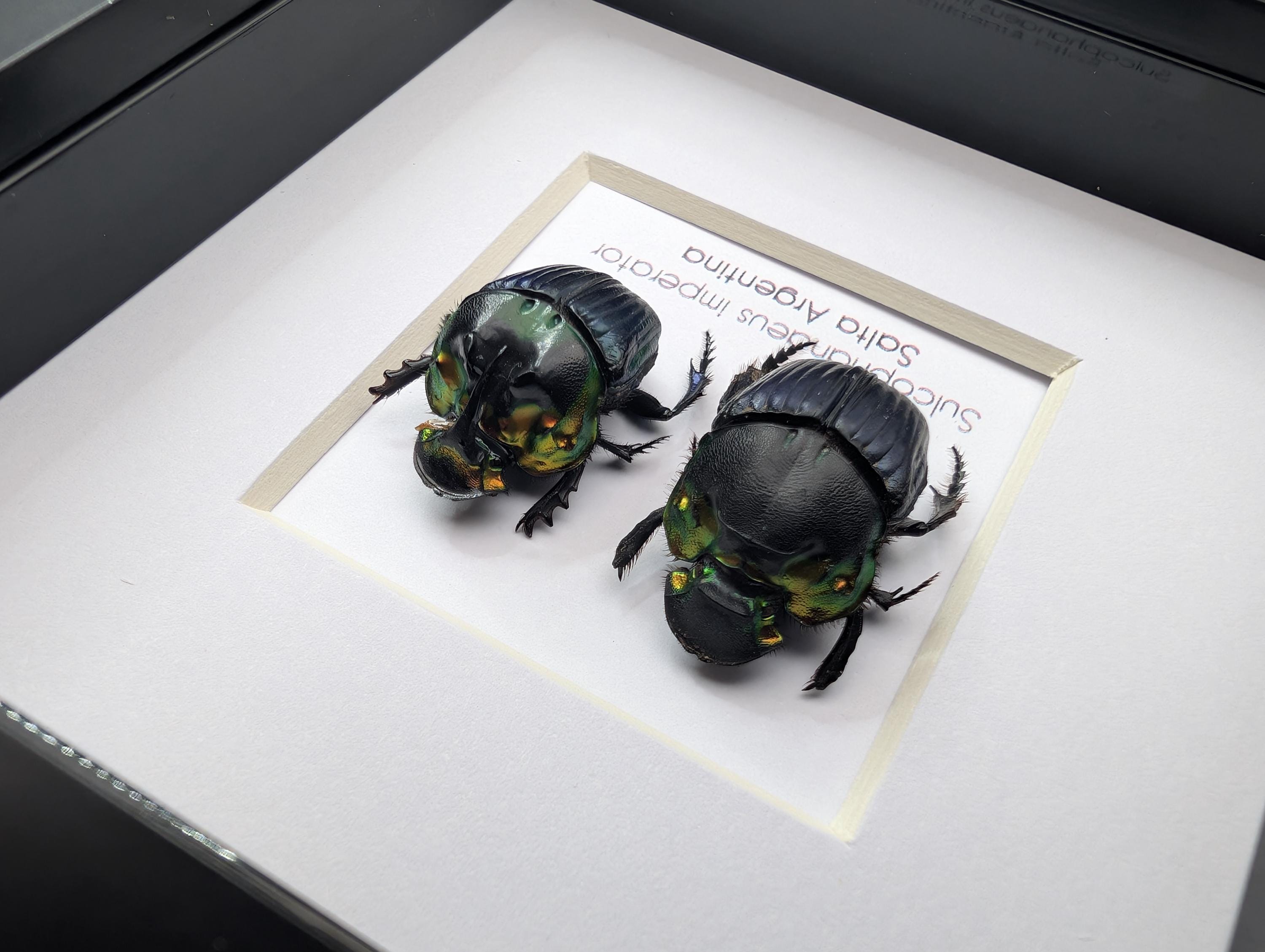 Framed Emperor Dung Beetle Pair, 4x4 Entomology Specimen - Etsy UK