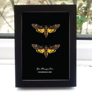 Framed African Death&#39;s-Head Hawkmoth Pair: Skull Pattern, 8x10 Gift