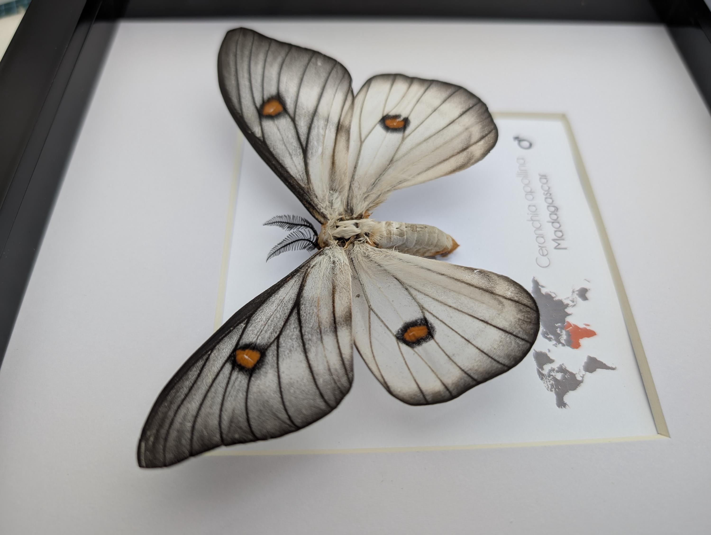 Framed Ghostly Silk Moth: Ceranchia Apollina From Madagascar