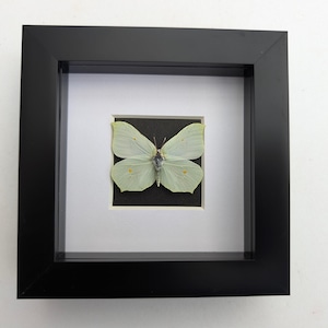 Ingelijste zwavelvlindertaxidermie: ethisch verantwoorde entomologiekunst