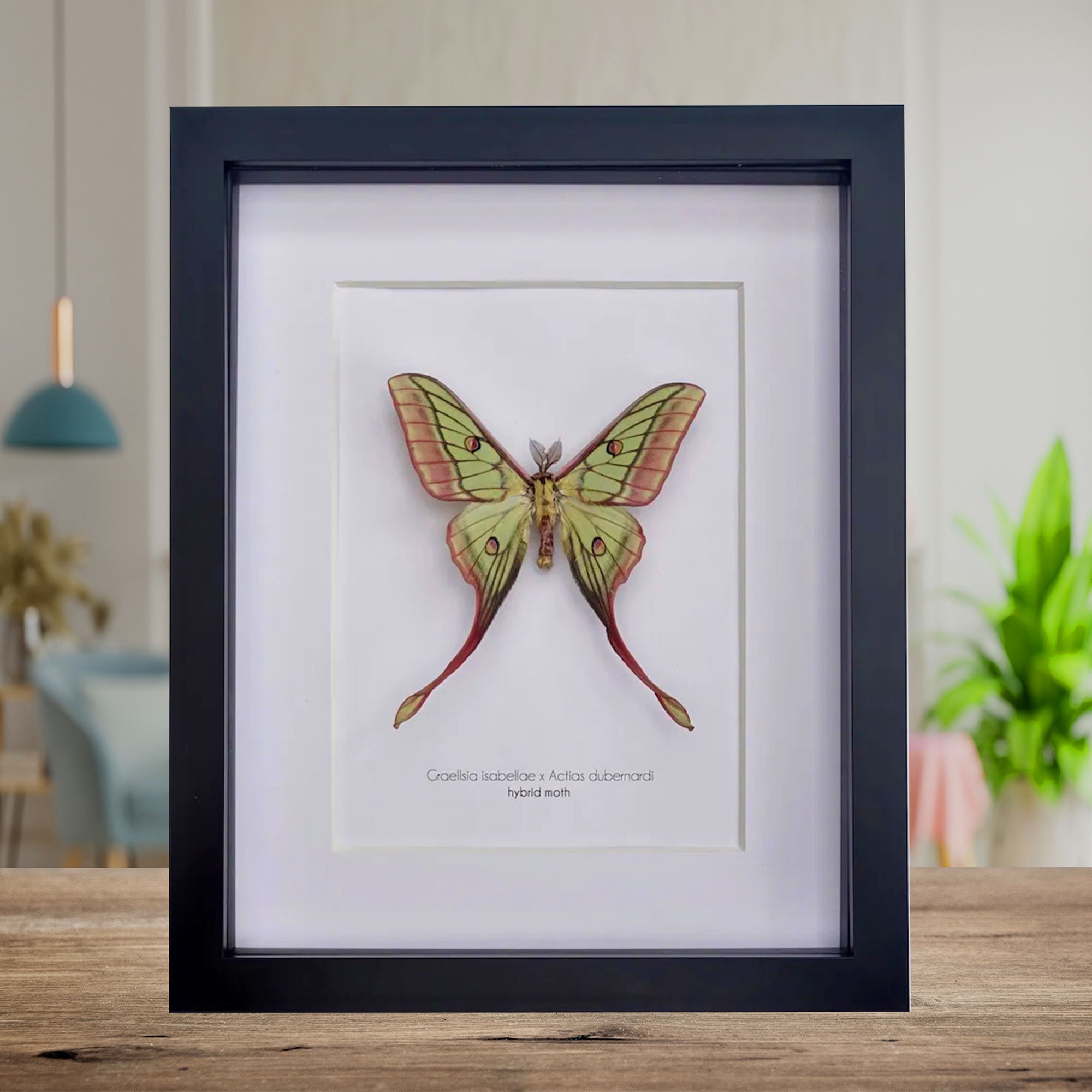 Very rare hybrid moth crossbreed, Graellsia isabellae, Spanish Moon Moth, Actias dubernardi, Chinese moon moth, Framed 8" x 10".