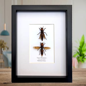 Ethically Sourced Asian Giant Hornet Pair: Vespa Mandarina Wall Decor