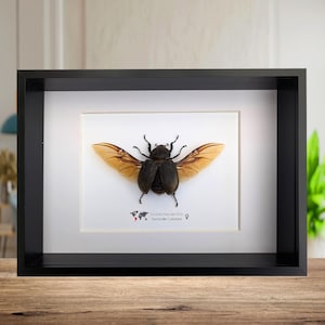 Dynastes hercules lychyi female, hercules rhino beetle, rhinocerus beetle, giant beetle from Colombia, frame A4