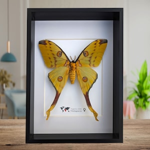 Argema mitrei female, the Comet moth, giant bright yellow moth with long tails from Madagascar, frame size  A4