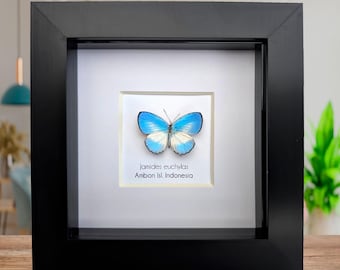 本物の小さな青い蝶の剥製 - Jamides euchylas - Etsy 日本