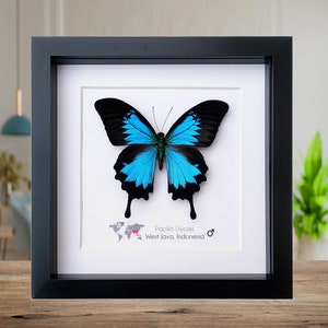 Framed Ulysses Swallowtail Butterfly: Iridescent Blue Nature Art