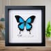 see more listings in the Framed butterflies/moths section